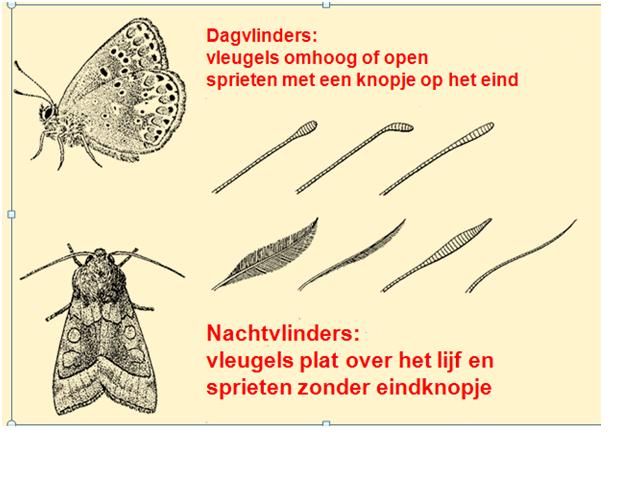 Bilzen Vlinderstad Vlindercursus